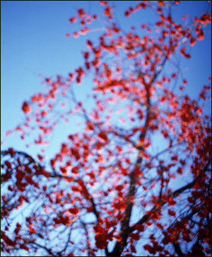 Red tree, Santa Fe, New Mexico